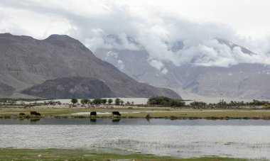 Kuzey Hindistan, Ladakh 'ın dağ manzarası. Ladakh, Jammu ve Kashmir eyaletinin çorak ama güzel bir bölgesidir..