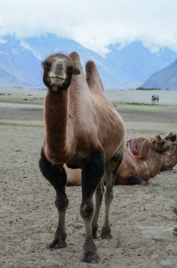 Ladakh, Hindistan 'daki Nubra Vadisi' nde develer ziyaretçileri bekliyor..