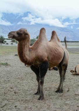Ladakh, Hindistan 'daki Nubra Vadisi' nde develer ziyaretçileri bekliyor..