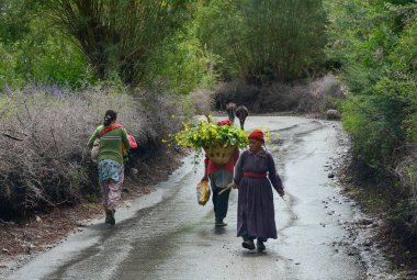 Ladakh, Hindistan - 18 Haziran 2015. Yolda kanola çiçekleri taşıyan Tibetli çiftçiler. Tibetliler Ladakh bölgesindeki en eski etnik gruplardan biridir..