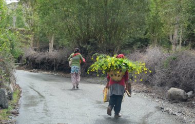 Yolda kanola çiçekleri taşıyan Tibetli çiftçiler. Tibetliler Ladakh bölgesindeki en eski etnik gruplardan biridir..