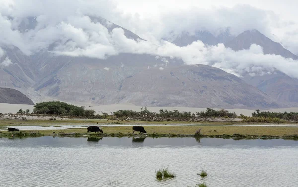 Kuzey Hindistan, Ladakh 'ın dağ manzarası. Ladakh, Jammu ve Kashmir eyaletinin çorak ama güzel bir bölgesidir..