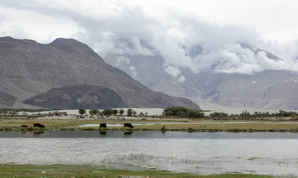 Kuzey Hindistan, Ladakh 'ın dağ manzarası. Ladakh, Jammu ve Kashmir eyaletinin çorak ama güzel bir bölgesidir..