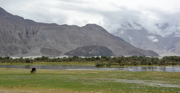 Paisaje Montañoso Ladakh Norte India Ladakh Una Región Estéril Pero — Foto de Stock