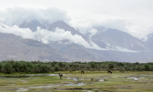 Kuzey Hindistan, Ladakh 'ın dağ manzarası. Ladakh, Jammu ve Kashmir eyaletinin çorak ama güzel bir bölgesidir..
