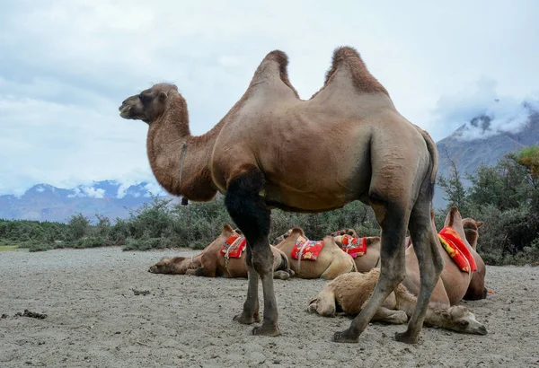 在印度拉达克的努布拉山谷 骆驼在等待游客 — 图库照片