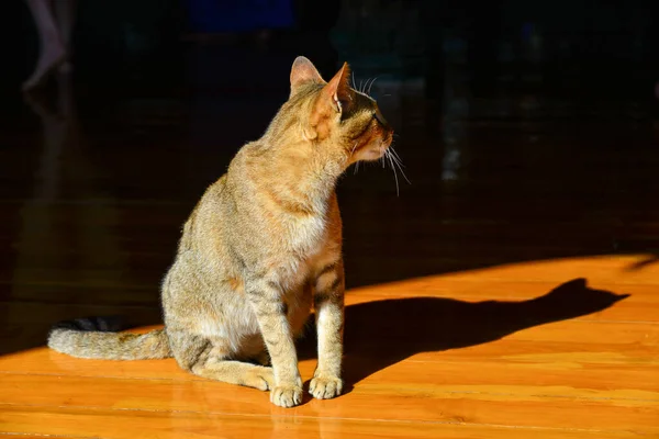Katt Som Sitter Solen Trägolvet Morgonen — Stockfoto