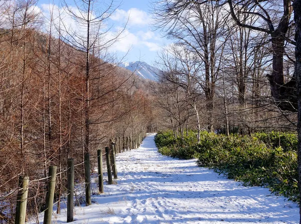 Bosque Invierno Nikko Japón Nikko Famosa Por Sus Hermosos Paisajes — Foto de Stock
