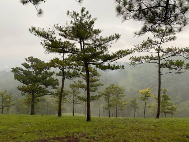 Sabahın erken saatlerinde, sisli çam tepeleri..