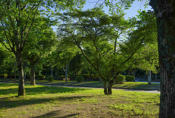 Green tree garden at sunny day in Himeji, Japan.