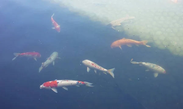 Koi Fish Pond Decorate Meditation Garden Himeji Japan — Stock Photo, Image