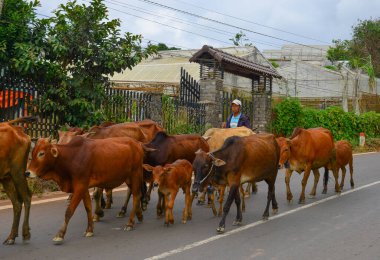 Dalat, Vietnam - 4 Ekim 2019. Dalat, Vietnam 'da sokakta yürüyen inek sürüsü..