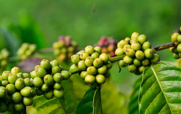 Drzewa Kawowe Pełne Owoców Sezonie Zbiorów Farmie Dalat Wietnam — Zdjęcie stockowe