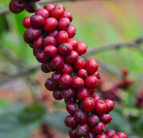 Des Caféiers Fruitiers Sont Saison Récolte Dans Une Ferme Dalat — Photo