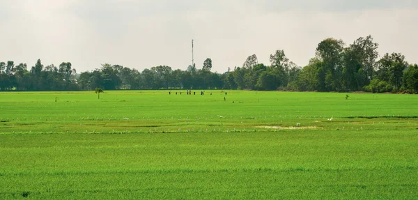 Green Rice Fields Summer Day Mekong Delta Southern Vietnam — Stock Photo, Image