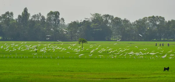 南ベトナムのメコンデルタにある緑の田んぼと空飛ぶ鳥 — ストック写真