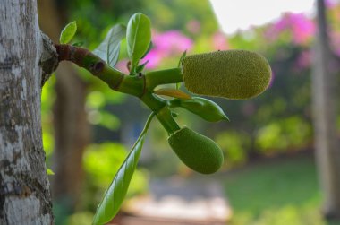 Luang Phrabang, Laos 'taki çiftlikteki ağaçta meyveler..