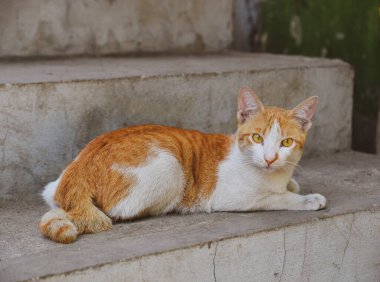 Laos, Luang Phrabang 'ın eski kasabasında verandada yatan kedi..