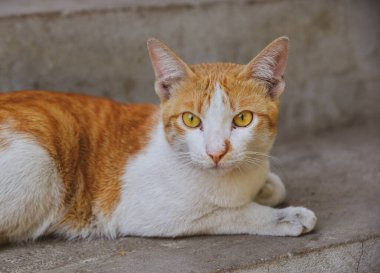 Laos, Luang Phrabang 'ın eski kasabasında verandada yatan kedi..