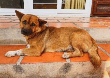 Köpek Vietnam 'da bir kır evinin verandasında yatıyordu..