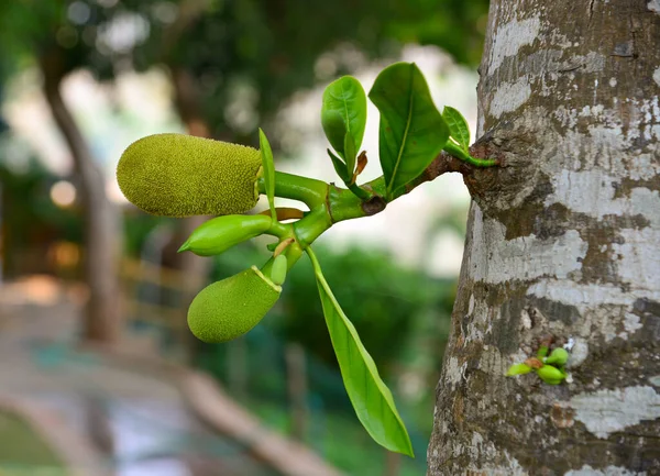 Joven Jaca Árbol Granja Luang Phrabang Laos —  Fotos de Stock