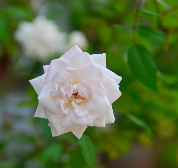 Rosa Blanca Floreciendo Jardín Botánico Luang Phrabang Laos — Foto de Stock