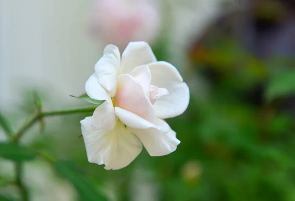 Rosa Blanca Floreciendo Jardín Botánico Luang Phrabang Laos — Foto de Stock