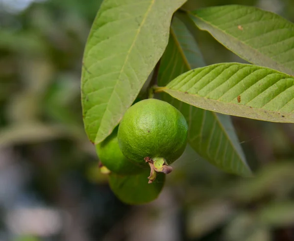 Fruta Goiaba Jovem Árvore Plantação Luang Phrabang Laos — Fotografia de Stock