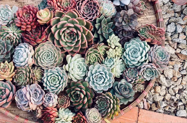 Pianta Succulenta Decorazione Casa Dalat Vietnam — Foto Stock