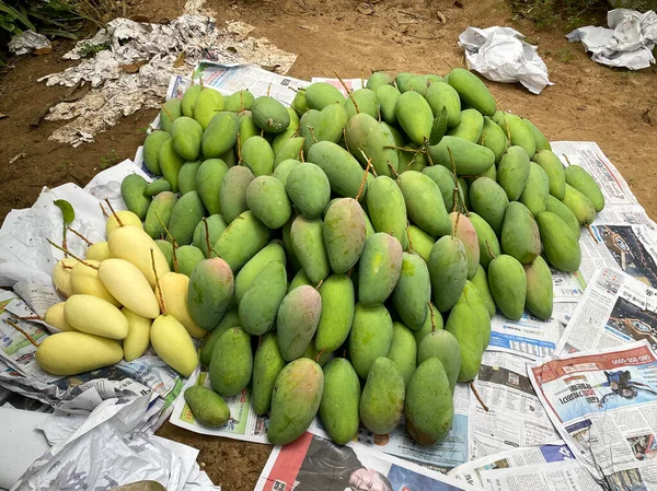Delta Del Mekong Vietnam Febrero 2021 Cosechando Frutos Mango Plantación —  Fotos de Stock