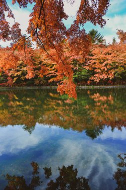 Japonya 'nın Karuizawa şehrinde sonbaharda güzel bir göl manzarası var. Akçaağaç ağaçları kıpkırmızı olmuş..