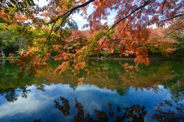 Japonya 'nın Karuizawa şehrinde sonbaharda güzel bir göl manzarası var. Akçaağaç ağaçları kıpkırmızı olmuş..