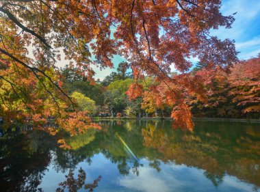 Japonya 'nın Karuizawa şehrinde sonbaharda güzel bir göl manzarası var. Akçaağaç ağaçları kıpkırmızı olmuş..