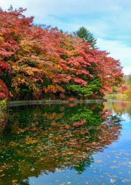 Japonya 'nın Karuizawa şehrinde sonbaharda güzel bir göl manzarası var. Akçaağaç ağaçları kıpkırmızı olmuş..