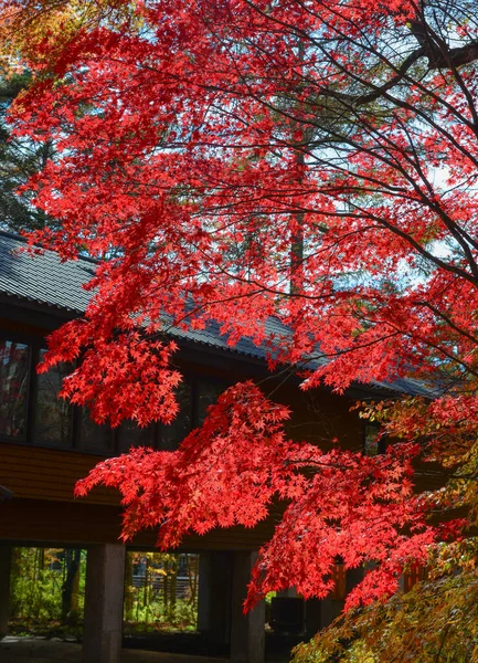Piękna Scena Jesienna Wsi Karuizawa Japonia Karuizawa Jest Ekskluzywnym Ośrodkiem — Zdjęcie stockowe