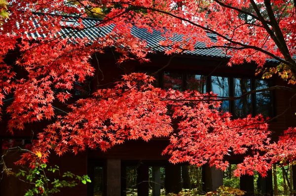 Piękna Scena Jesienna Wsi Karuizawa Japonia Karuizawa Jest Ekskluzywnym Ośrodkiem — Zdjęcie stockowe