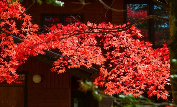 의아름다운 자와는 활화산 아사마 산기슭에 상류에 휴양지 — 스톡 사진