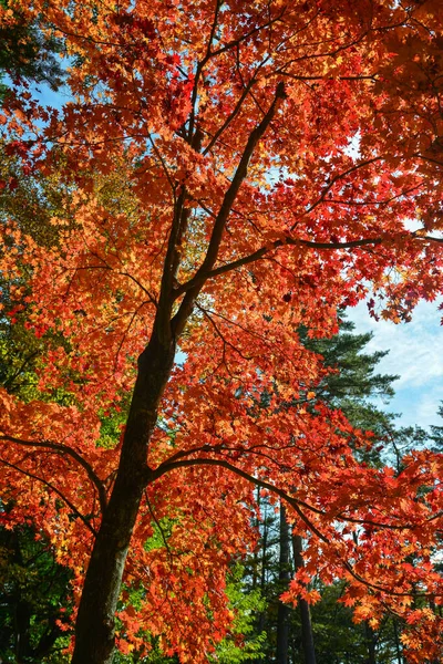 Piękna Scena Jesienna Wsi Karuizawa Japonia Karuizawa Jest Ekskluzywnym Ośrodkiem — Zdjęcie stockowe