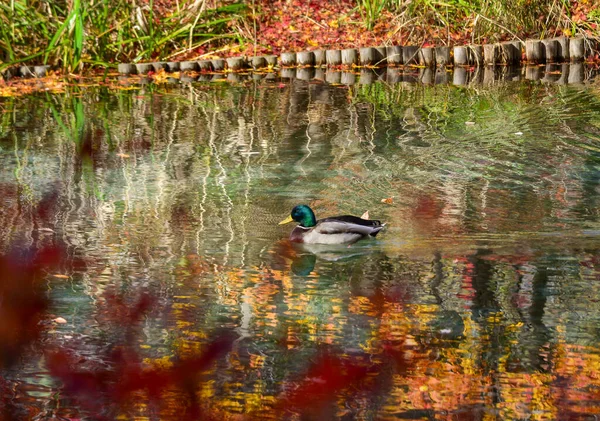 Pato Estanque Otoño Ciudad Karuizawa Japón —  Fotos de Stock