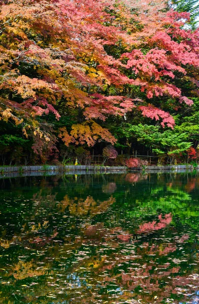 Gyönyörű Kilátás Nyílik Tóra Ősszel Karuizawa Japán Sok Juharfa Élénk — Stock Fotó