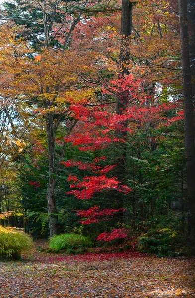 Gyönyörű Vidéki Őszi Jelenet Karuizawában Japánban Karuizawa Egy Előkelő Hegyi — Stock Fotó