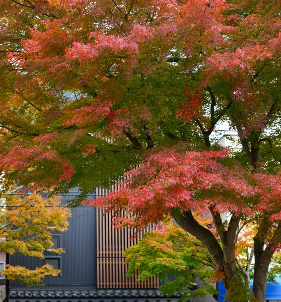 Όμορφη Υπαίθρια Φθινοπωρινή Σκηνή Στην Karuizawa Ιαπωνία Karuizawa Είναι Ένα — Φωτογραφία Αρχείου