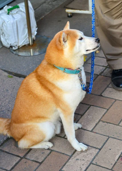 Ein Entzückender Shiba Inu Hund Wartet Auf Besitzer Shibas Gelten — Stockfoto