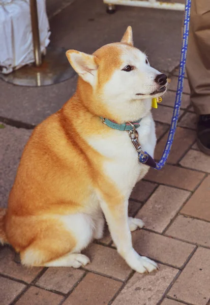 素敵な芝犬の所有者を待っている 柴犬は日本で最も古く 最も小さい犬と考えられています — ストック写真