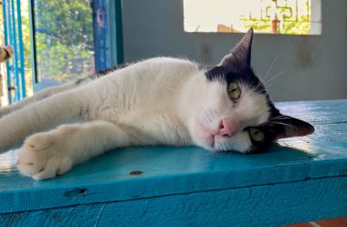 Güney Vietnam 'daki kır evinde masada yatan kedi..