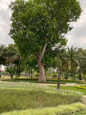 Vietnam Saigon şehir merkezindeki halk parkında yeşil ağaçlar. Saigon Güney 'in başkentidir, hareketli ve hareketli bir şehirdir..
