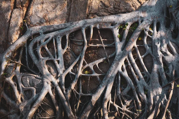 Raíces Aferradas Roca Antiguo Bosque Profundo —  Fotos de Stock