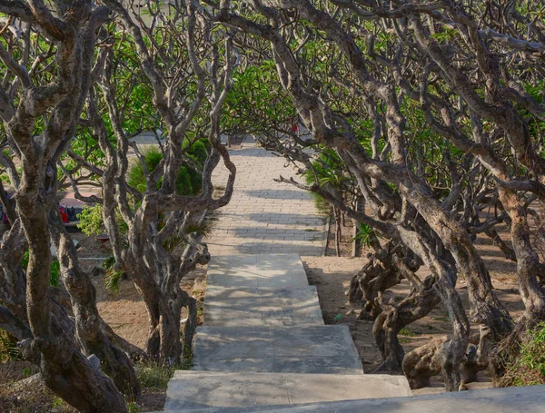 Paved Road Passes Old Trees Phan Thiet Vietnam — Stock Photo, Image