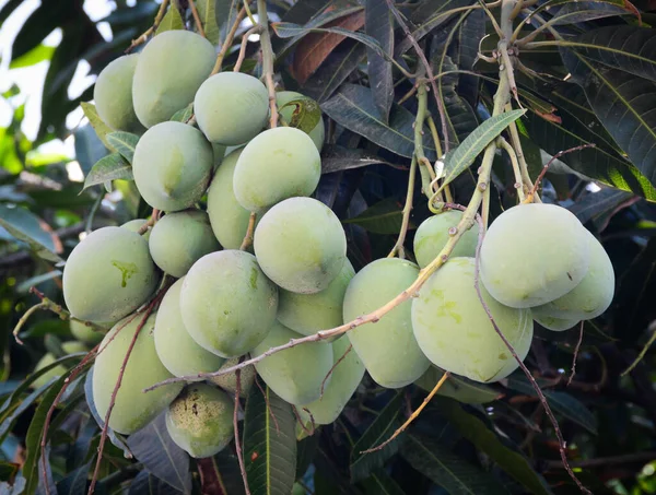 南ベトナムのプランテーションで木の上の緑のマンゴーの果物 — ストック写真