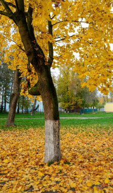 Rusya, Suzdal Town 'da sonbahar manzarası. Suzdal, 12. yüzyılda eski Rus prensliğinin ana kasabasıdır..